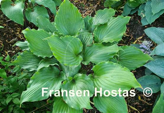 Hosta Valley's Rodeo